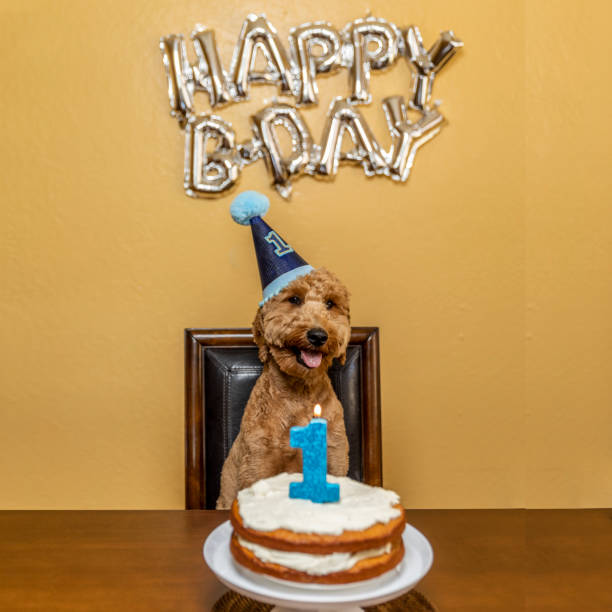 istock Goldendoodle Birthday Party 1255130125