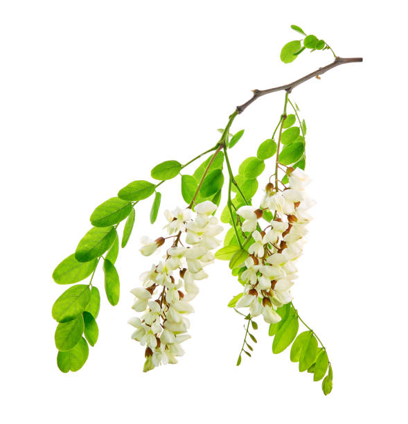 Robinia pseudoacacia, commonly known in its native territory as black locust. Branch of white acacia flowers on a white background.