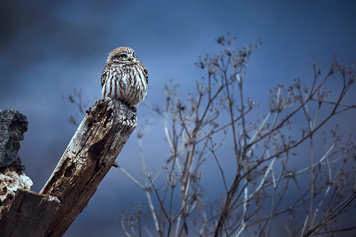 Little owl (Athene noctua) sittin on the ruins of the house in Bulgaria. Small owl in the nature habitat