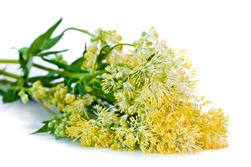 Closeup of a yellow budding of flowering Yellow meadow rue or Thalictrum flavum. A famous garden flower.