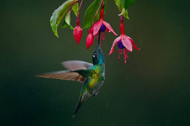 A magnificent hummingbird, Eugenes fulgens, photographed in Costa Rica. Wildlife scene form rain forest. Hummingbird suck nectar from Fuchsia. stock photo