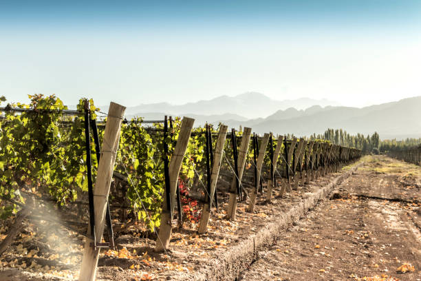 istock Malbec grape vineyards, during autumn. Maipu, Mendoza, Argentina. 1255133526