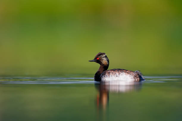 Black-necked grebe or eared grebe (Podiceps nigricollis) bird with red eye, reflecting on the water surface. Animal in natural environment. Wild scene from the Czech Republic. stock photo