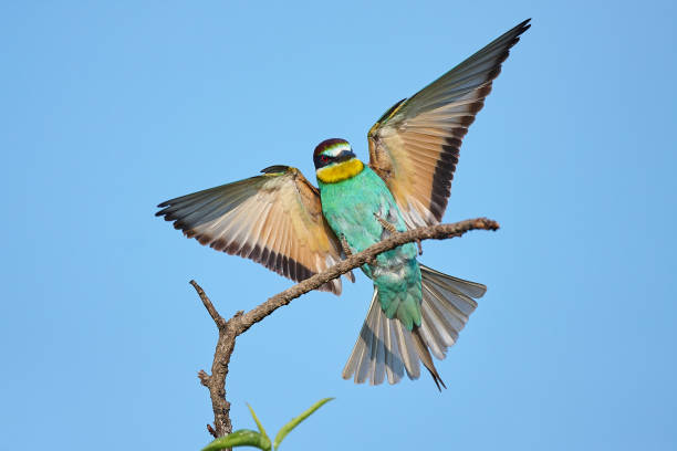istock European bee-eater with wings outstretched on a beautiful background 1255133613