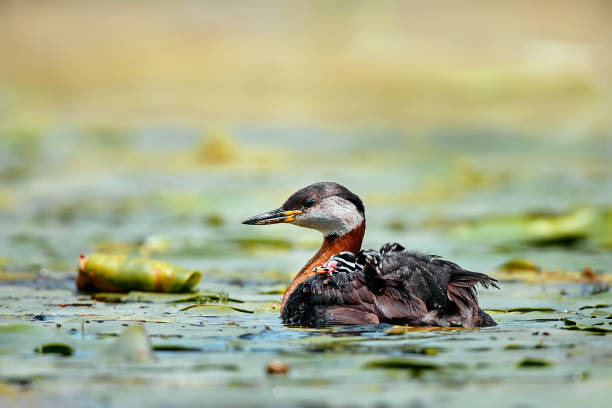 The red-necked grebe (Podiceps grisegena) with young on his back. Animal in natural environment. Wild scene of the Danube Delta, Romania. A parent taking care of his offsprings. stock photo