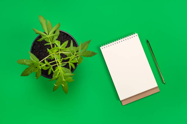 istock Hemp or cannabis plant in black flower pot and white modern blank notebook 1255133839