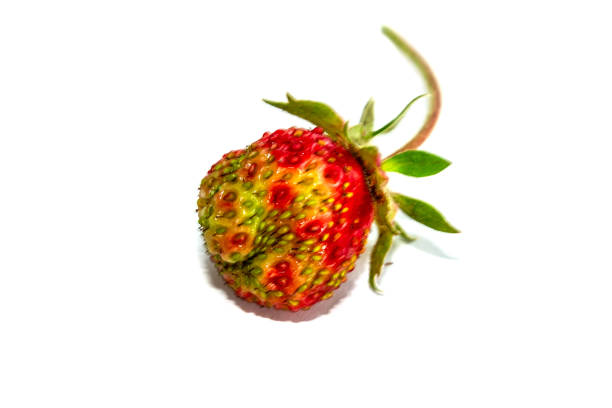 istock Isolated on white background Strawberry close-up 1255134393
