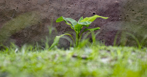 istock Baby banana plant 1255134397