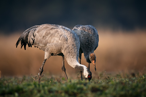 Common crane (Grus grus) young and adult bird looking for food. Autumn move of cranes in Hortobagy. Animals in natural environment.