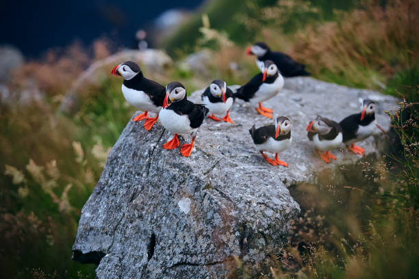 Large group of Atlantic puffin (Fratercula arctica) on the island of Runde in the Norway. Beautiful little bird with red bill of bird. Wild scene with arctic animals. stock photo
