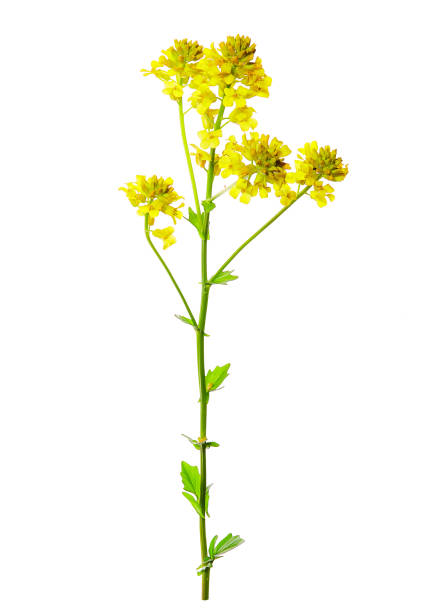 Barbarea vulgaris, also called bittercress flower isolated on white background stock photo