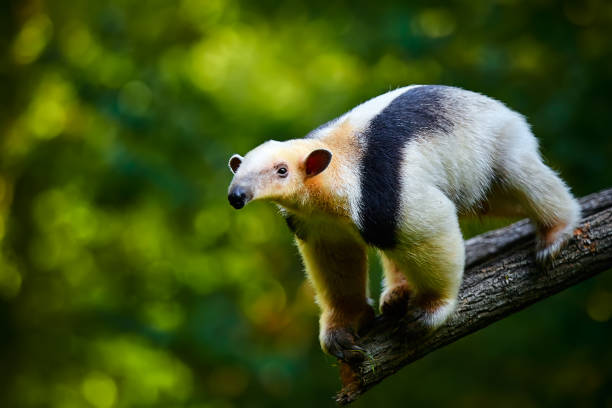 südliche tamandua - tamandua tetradactyla in brasilien regenwald. tier aus mittelamerika. - corcovado stock-fotos und bilder