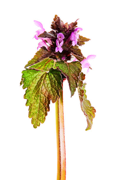 Medicinal herb Purple dead-nettle (Lamium purpureum) isolated on white background. stock photo