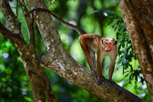 Toque macaque (Macaca sinica) monkey on the tree in Wilpattu. Wildlife scene from Sri Lanka. Monkey on the tree. stock photo