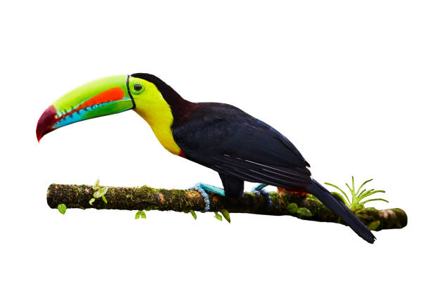 Portrait of Keel-billed Toucan (Ramphastus sulfuratus) perched on branch, isolated on white background stock photo
