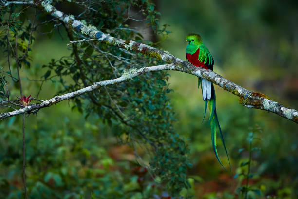 Resplendent Quetzal, Pharomachrus mocinno. Green bird from Costa Rica. Bird with long tail. Wildlife scene from rain forest. stock photo