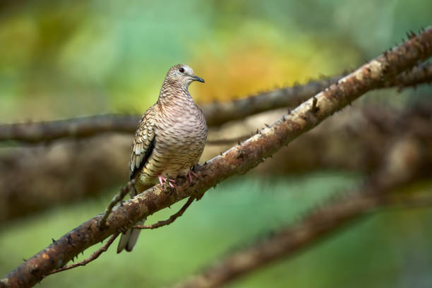 The Inca dove or Mexican dove (Columbina inca). A bird sitting on a branch in beautiful light. Wildlife scene from Costa Rica. The Inca dove or Mexican dove (Columbina inca). A bird sitting on a branch in beautiful light. Wildlife scene from Costa Rica. columbina inca stock pictures, royalty-free photos & images