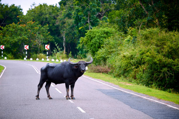 A very dangerous animal standing in the middle of the road. Danger to the driver, collision with an animal. The water buffalo (Bubalus bubalis) crosses the road, Sri Lanka stock photo