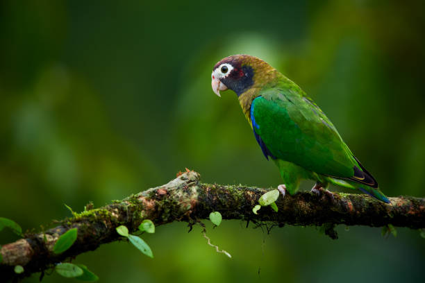 Portrait of light green parrot with brown head,  Brown-hooded Parrot, Pionopsitta haematotis. Wildlife bird from tropical forest. Parrot from Central America. stock photo