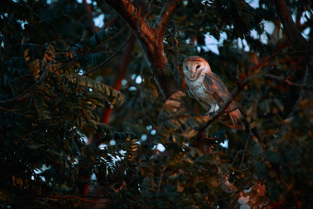 Beautiful Barn owl, Tyto alba, sitting on tree branch. Owl from Costa Rica. Beautiful evening light. stock photo