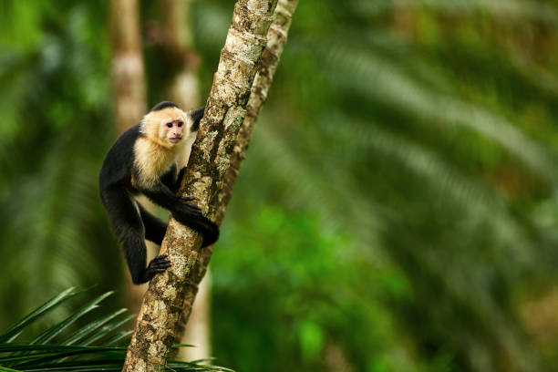 istock White-headed Capuchin, black monkey sitting on tree branch in the dark tropic forest. Wildlife Costa Rica. 1255135605