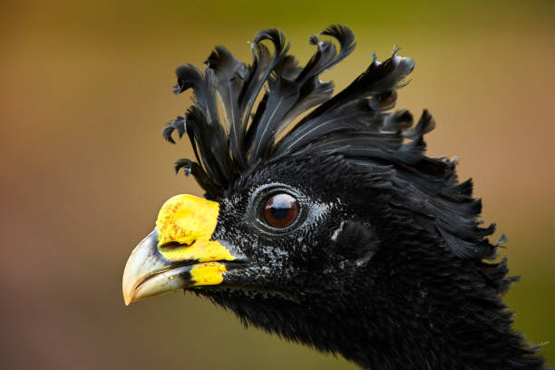 Isolated on blurred background, portrait of pheasant-like bird from rainforest, Great curassow, Crax rubra. Male with erected crest. Boca Tapada rainforest area, Costa Rica, Central America. stock photo