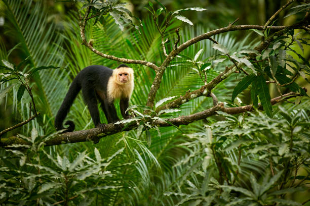istock White-headed Capuchin, black monkey sitting on tree branch in the dark tropic forest. Wildlife Costa Rica. 1255135613