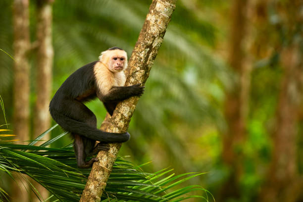 istock White-headed Capuchin, black monkey sitting on tree branch in the dark tropic forest. Wildlife Costa Rica. 1255135620