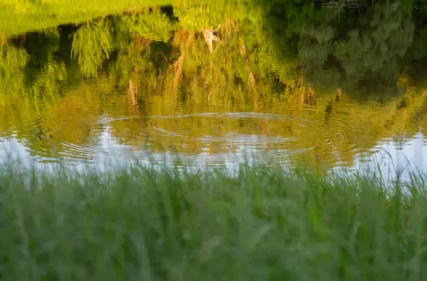 Photo of View of the lake with clear water, which shows circles from jumping fish. Beautiful summer landscape in Ukraine