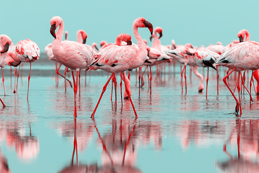 Aves africanas salvajes. Aves de grupo de flamencos africanos rosados caminando alrededor de la laguna azul en un día soleado photo