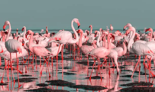 Photo of Wild african birds. Group of large white flamingos in the atlantic ocean on a sunny day