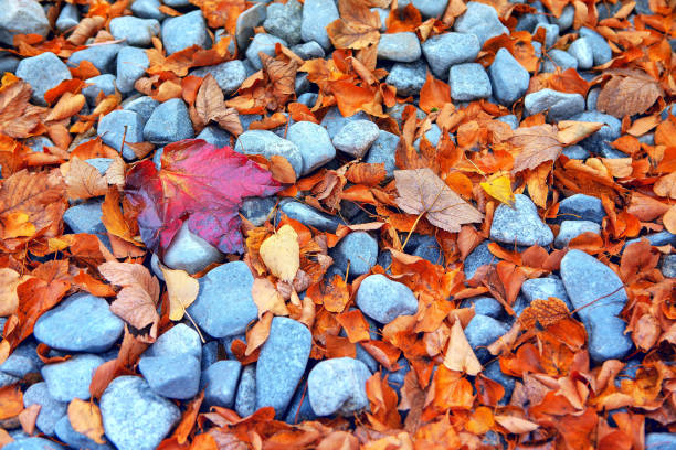 Autumn Leaves and Grey Stones . Autumnal background with dry leaves