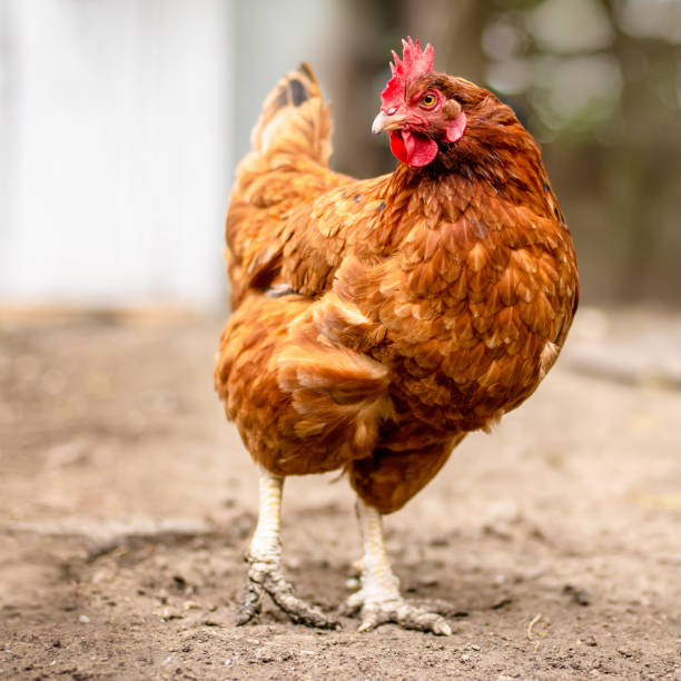istock Chickens on traditional free range poultry farm in Hungary 1255141796