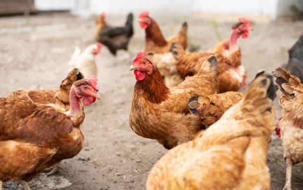 istock Chickens on traditional free range poultry farm in Hungary 1255141825