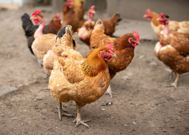 istock Chickens on traditional free range poultry farm in Hungary 1255141831