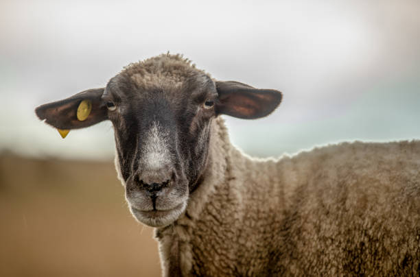 istock Sheep on brown field at summer 1255141842