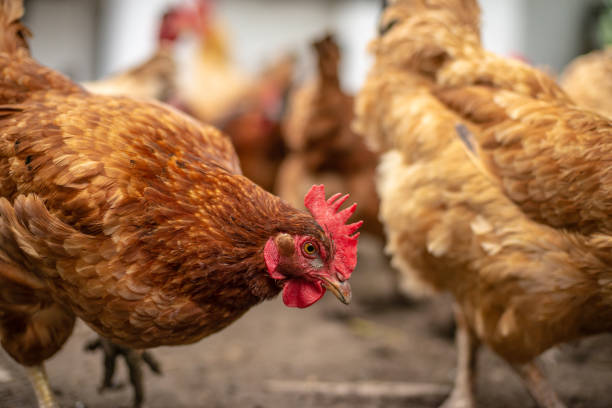 istock Chickens on traditional free range poultry farm in Hungary 1255141847