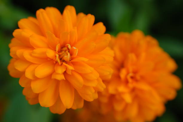 istock Marco view of cute orange flower 1255144543