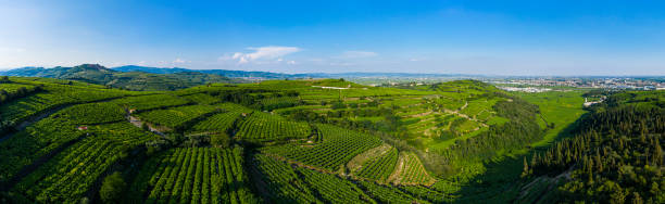 vinhedos em soave veneto itália - soave - fotografias e filmes do acervo