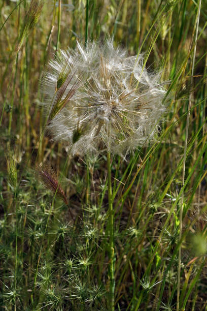 istock dandelion in a field in spring in Italy 1255144915