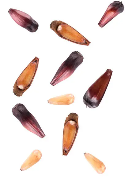 Photo of Isolated Brazilian Pinion fruit falling in the frame