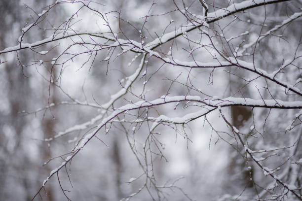 istock trees in the snow in winter 1255146051