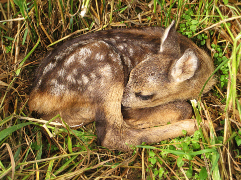 young roe deer fawn lies hidden in tall grass, closeup view