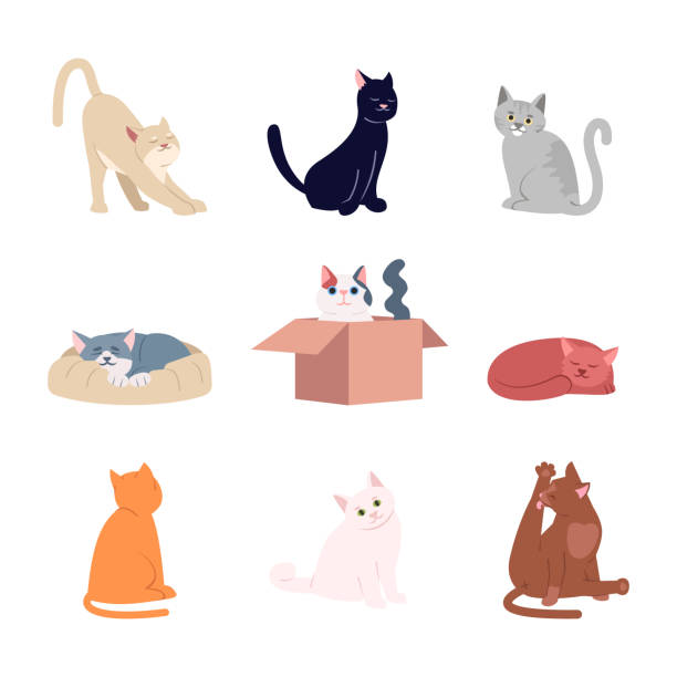ilustrações de stock, clip art, desenhos animados e ícones de cute cats flat vector illustrations set - cat box