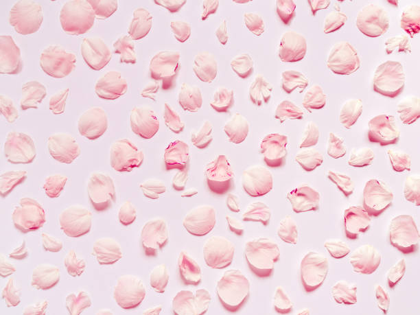 istock Fallen flower petals are on a pink background. Flat lay, top view. 1255146448