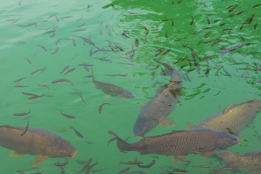 carp under water photography in a lake in Austria, amazing underwater fish photography