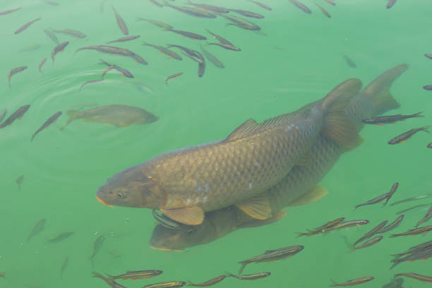 istock Carp and small fish in a small pond. 1255147591