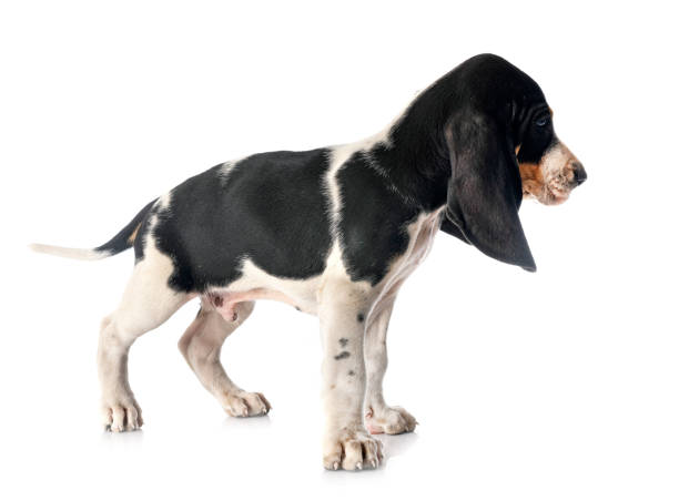 istock puppy bernese Swiss running dog 1255148236