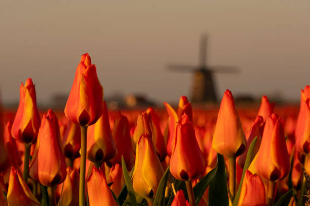 Oranje tulpenveld met een molen in de achtergrond