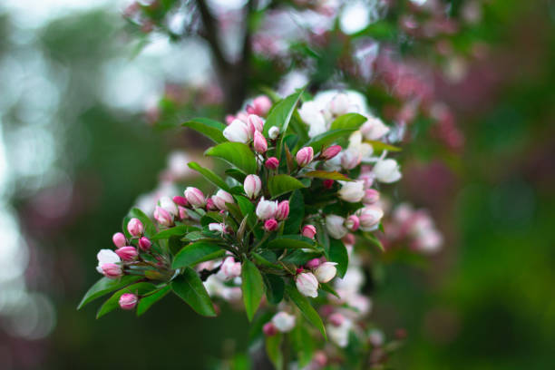 リンゴの花ブランチ。春に咲くリンゴの木。晴れた日と青空。果樹園の美しい春の花。 - 5899 ストックフォトと画像